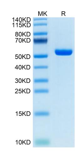 1 μg loaded Tris-Bis PAGE under reducing condition. The purity is greater than 95%.